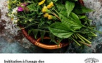 Initiation à l'usage des plantes aromatiques et médicinales de Corse animé par Cencio Attelli - Chez Pascale Cherubin - A Ghisunaccia