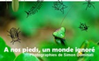 Exposition de Simon Dominati : "A nos pieds, un monde ignoré" consacrée aux insectes de l’Alta Rocca - Musée de l'Alta Rocca - Livia