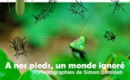Vernissage de l'exposition "A nos pieds, un monde ignoré" consacrée aux insectes de l’Alta Rocca, en présence de l'artiste Simon Dominati - Musée de l'Alta Rocca - Livia