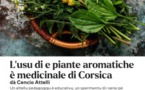 Atelier de découverte des plantes aromatiques et médicinales de corse - Mediateca Centru Cità - Bastia 