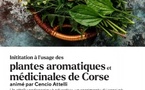 Atelier de découverte des plantes aromatiques et médicinales de corse - Mediateca Centru Cità - Bastia 