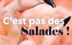 Conférence "C'est pas des salades" par Fabrice Fenouilliere - CPIE  A Rinascita - Corti