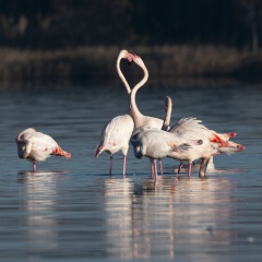 Flamants